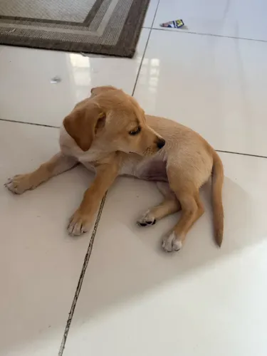 Doação de filhote cadelinha