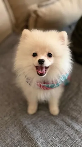Lulu da Pomerânia anão 
