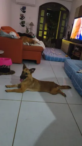 Cachorrinha pequena para adoção!!