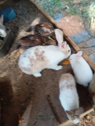 lindos coelhinhos ?