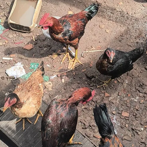 Vendo 2 casais de frango caipira por 200
