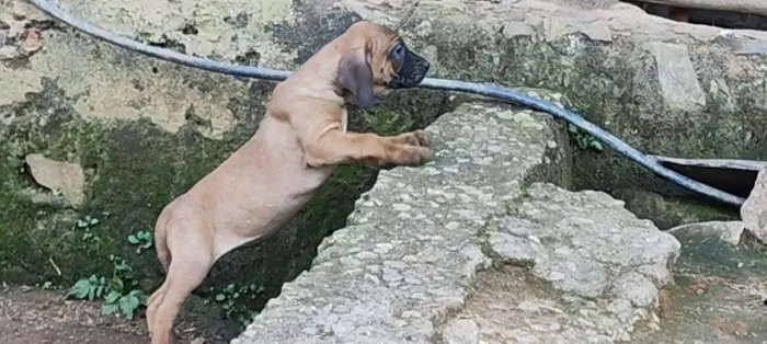 Filhotes de Fila Brasileiro