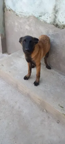 Pastor Malinois!