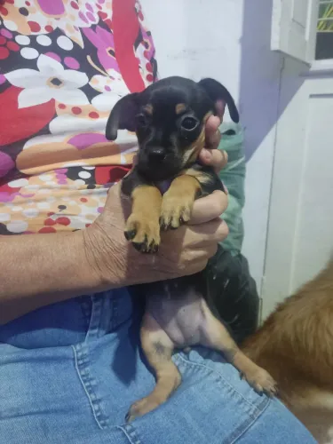 pinscher muito linda número 1