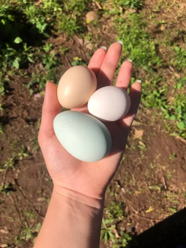 Combo de ovos férteis!