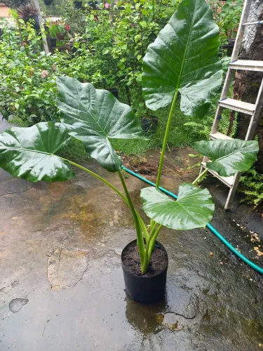 Diversas espécies de plantas