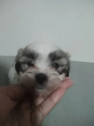 Filhote se shitzu com lhasa apso macho