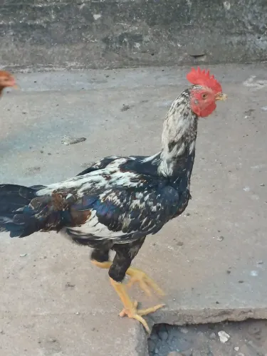 Frangos Caipira à Venda