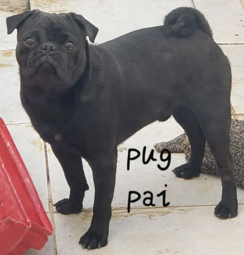 Filhote de Pug (3x cartão sem juros)