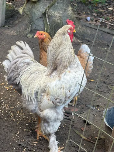 Galo Brahma 