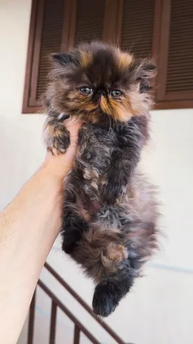 PERSA FÊMEA - Padrão TopShow - Black Tortie