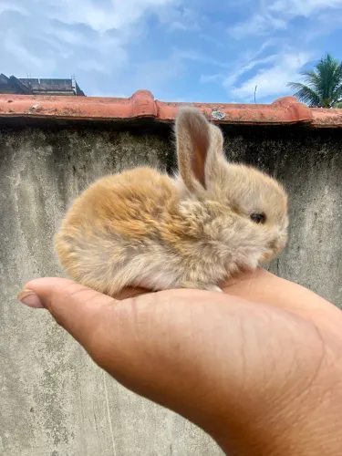 Coelho mini lop
