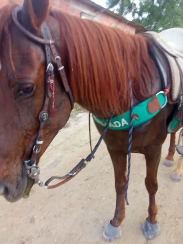 Cavalo quarto de milha manso