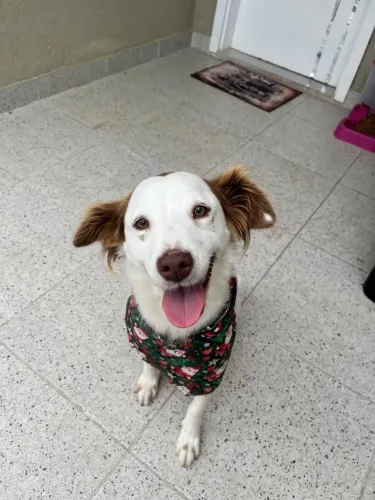 Linha Pet do Espaço DWS a partir de R$2,00