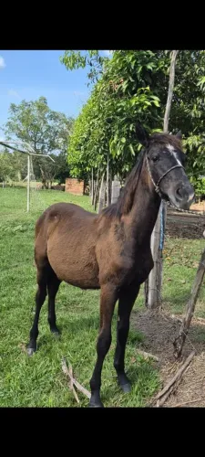 Vendo potro de 8 meses 