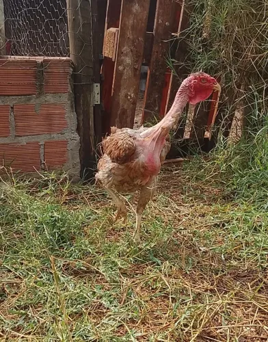 Índio gigante polaca