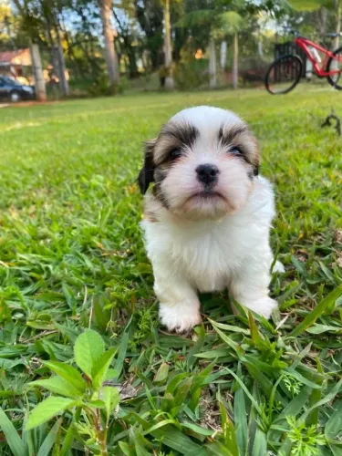 Filhote Lhasa Apso Fêmea 