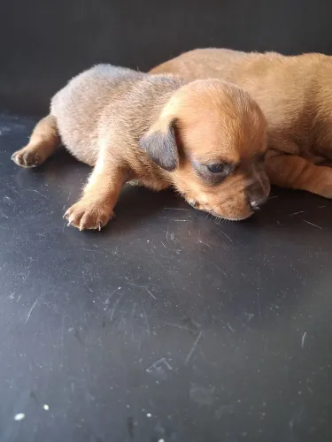 Vendo filhotes pinscher 0