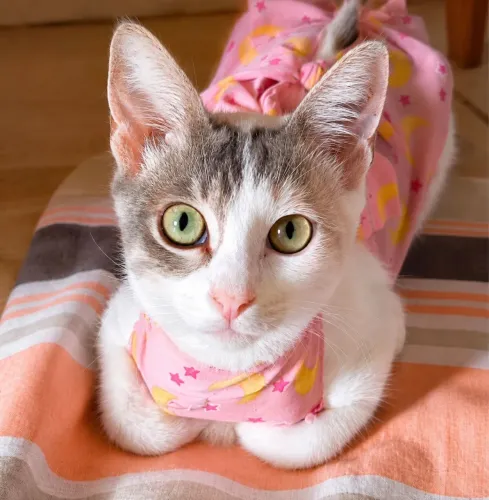 Gata filhote BEM carinhosa e castrada 