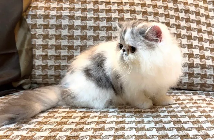 Gato persa macho com pedigree