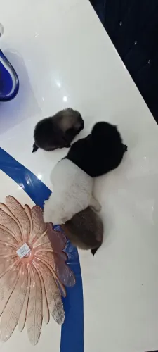 Filhotinhos mini de lulus da pomerania anão