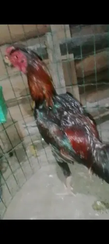 Galo cabloco lindo de raça