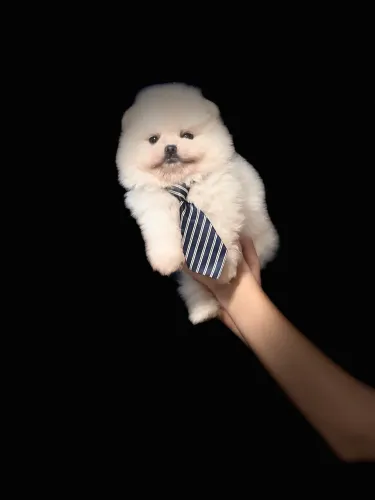Lulu da pomerania