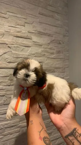 Shih Tzu carinhoso