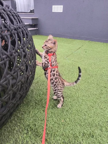 Gato de bengala fêmea bengal