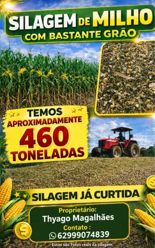 Silagem com muitos grãos 