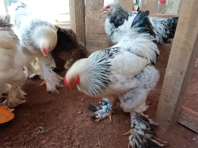 Vendo frangas e frangos Brahma