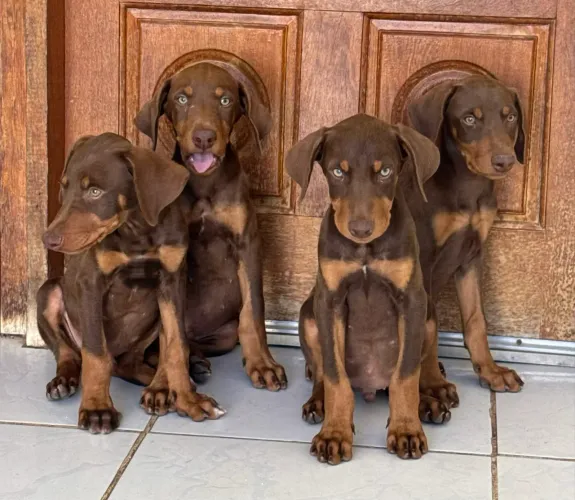 Cães Doberman