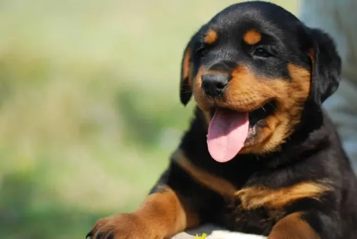 Filhote de Rottweiler Para Quem Admira Uma Raça de Presença