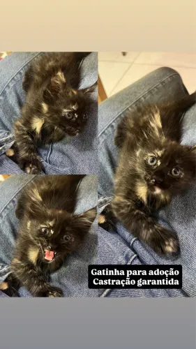 Gatinha para adoção responsável 