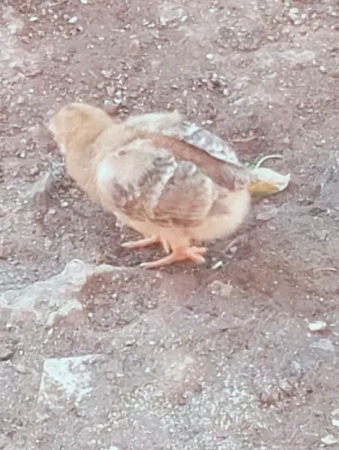 Vendo franguinho caipira e patinho