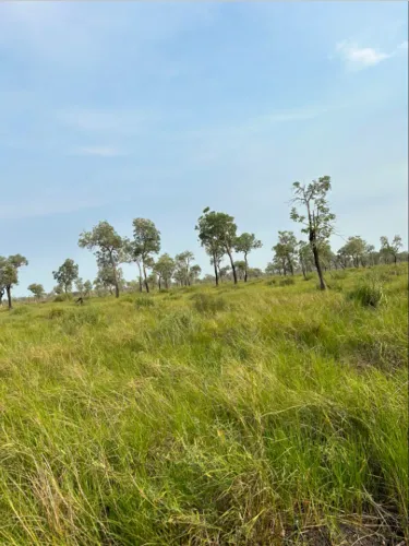 Fazenda de 1.253 ha arrendamento pecuária Corumbá