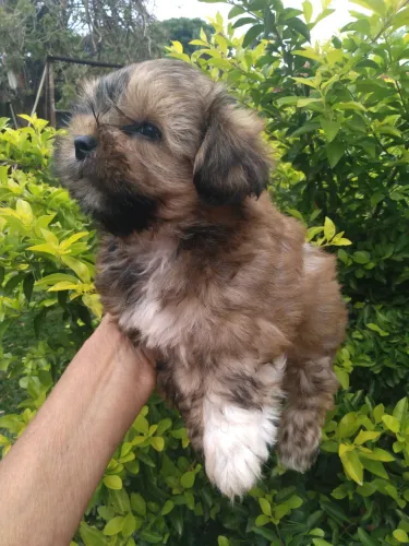 Shihtzu macho