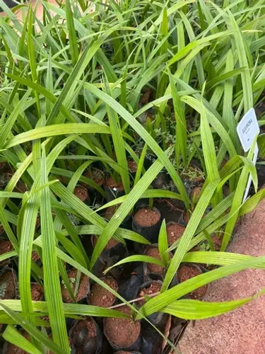 Muda de Gueiroba 