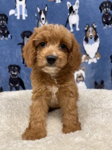 Poodle toy temos raças de micro, pequeno, medio e grade porte 