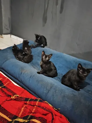 Gatinhos Pretos Doação 