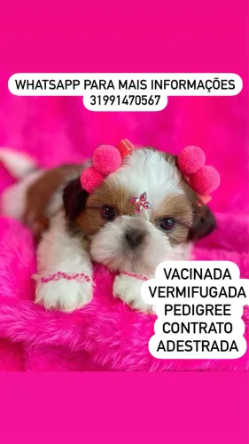 SHITZU  FÊMEA FILHOTE 