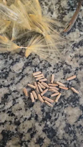 Semente de rosa do deserto