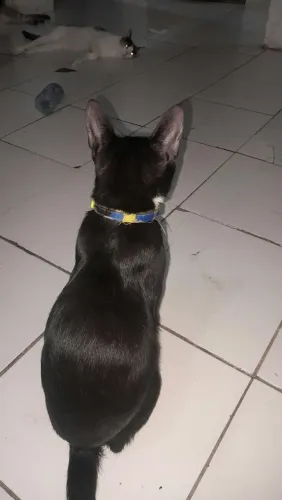 Gatos, doações responsável 