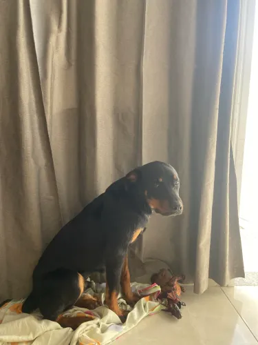 Doa se Rottweiler Macho