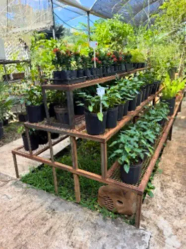 Expositor triplo para plantas e produtos - 200x160x120