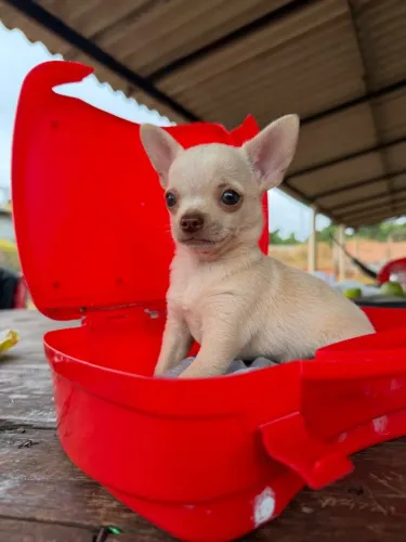 Chihuahua *