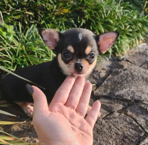 Chihuahua machinho pelo curto