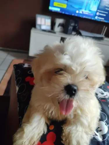 Cachorro 