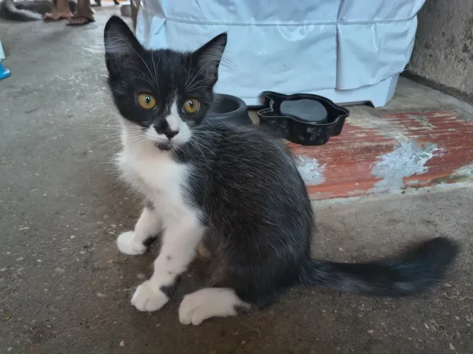 Gatinho para adoção
