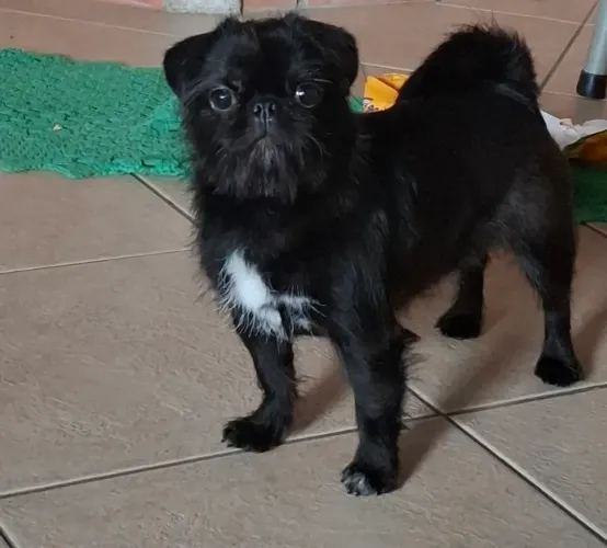 Cachorrinha 